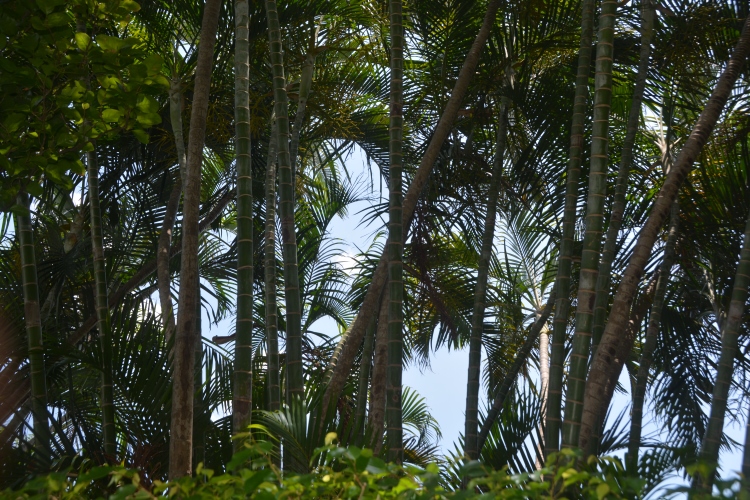 Palm Beach palms